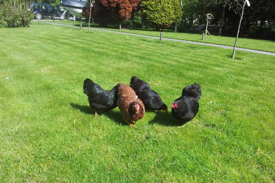 Vakantiewoning Schoorl en Groet